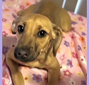 Photo of EMME – 4 MONTH BLACK MOUTH CUR