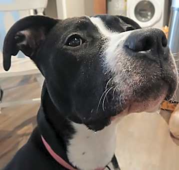 Photo of Violet