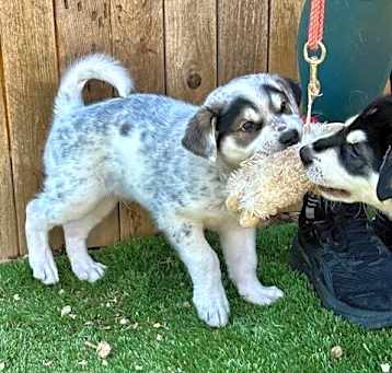 Photo of Bandit