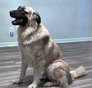 Photo of Chief