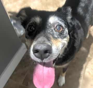 Photo of Piper
