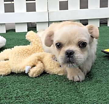 Photo of Toby