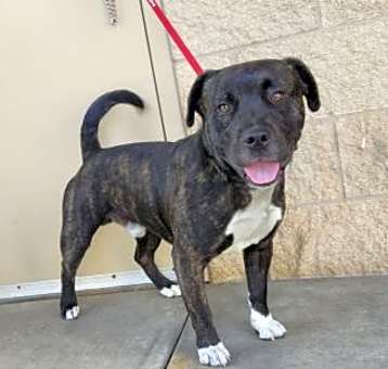 Photo of Bolo
