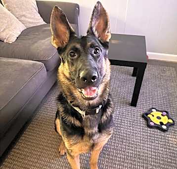 Photo of Cosmo
