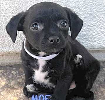 Photo of Moe