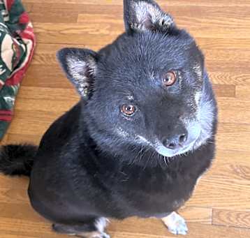 Photo of Chief