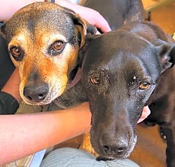 Photo of Dexter (bonded to Kiera)