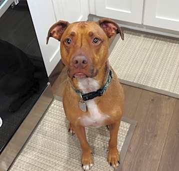 Photo of Otis