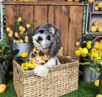 Photo of Bingo