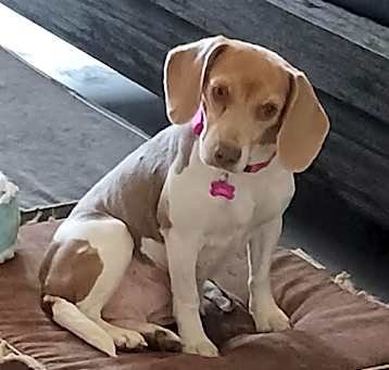 Photo of Bailey