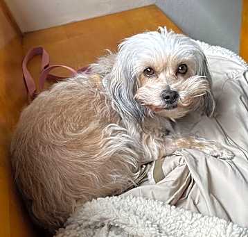 Photo of Perla