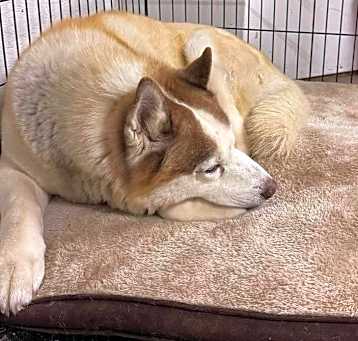 Photo of Doge