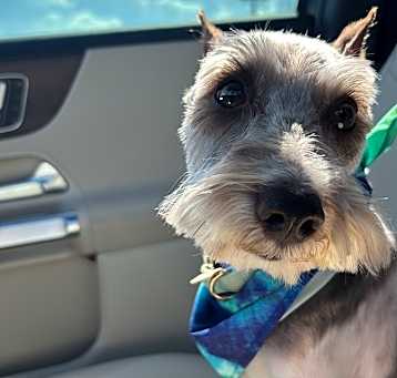 Photo of Arlo
