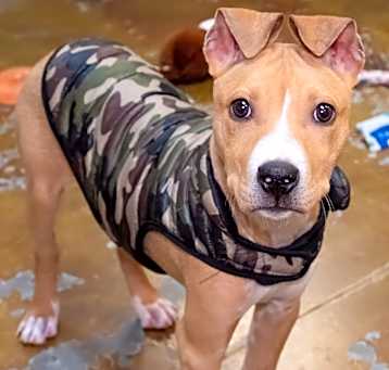 Photo of Roo