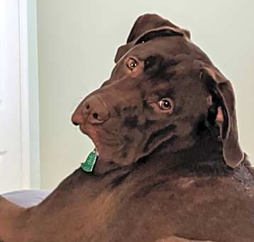 Photo of Moxie