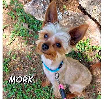 Photo of Mork