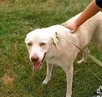 Photo of Biscuit