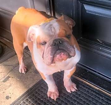 Photo of Thor