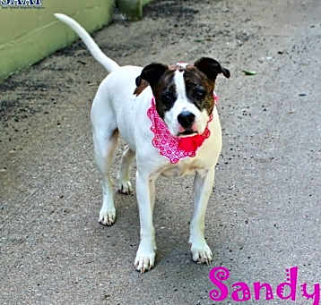 Photo of Sandy
