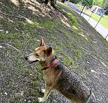Photo of Daisy
