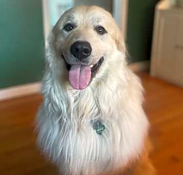 Photo of Baloo