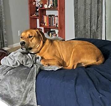 Photo of Taz