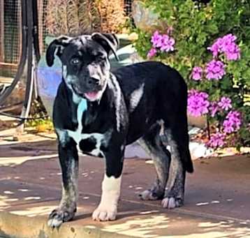 Photo of Briar Rose