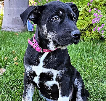 Photo of Briar Rose