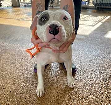 Photo of Ripley