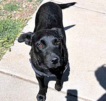 Photo of Midnight - Sweet, Loving Girl!