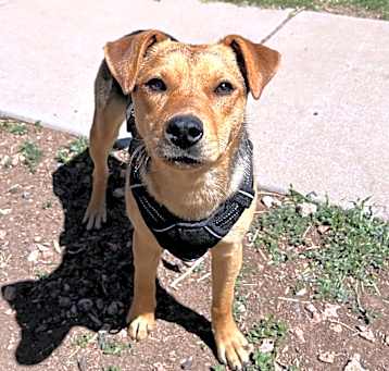 Photo of Princess - Loves People & Treats 