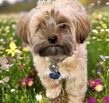 Photo of LEO