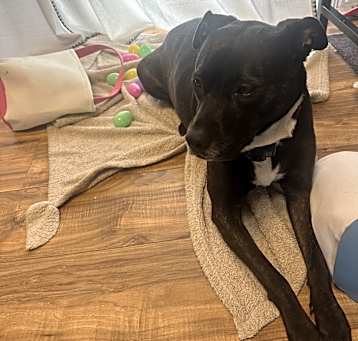 Photo of Daisy
