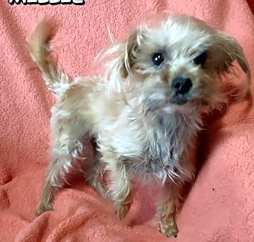 Photo of Millie