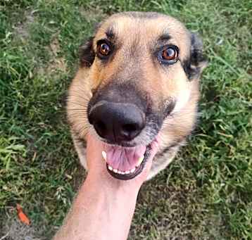Photo of Scout