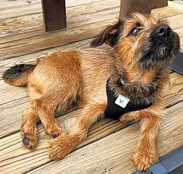Photo of Barley