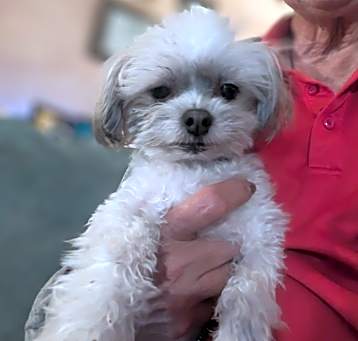 Photo of Itsy Bitsy (Bailey)