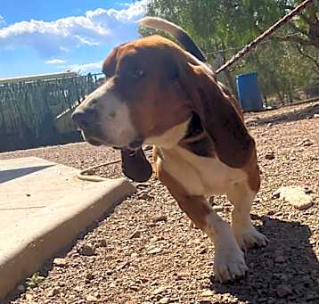 Photo of Tater Tot
