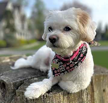 Photo of Coco
