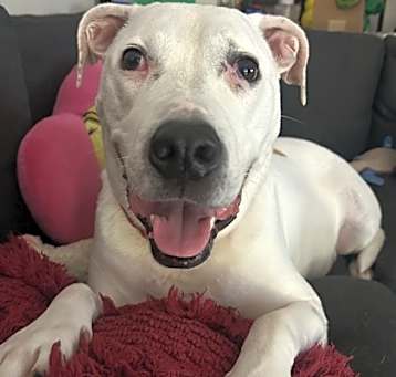Photo of Bronson
