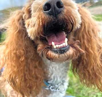 Photo of Hazel