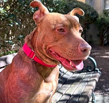 Photo of Gala