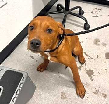 Photo of Scoot