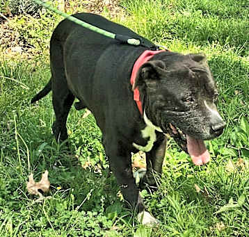 Photo of Rocky