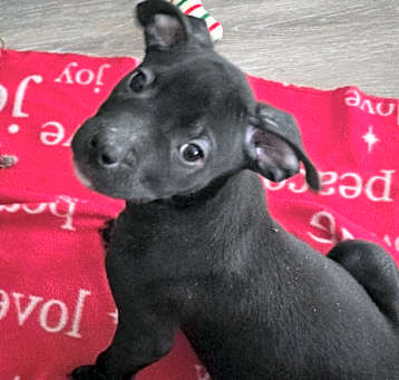 Photo of Tyson