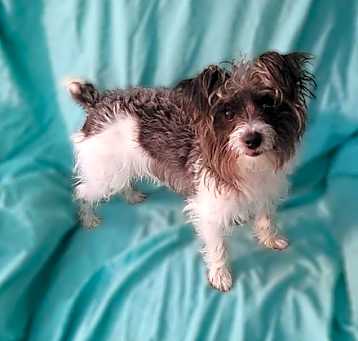Photo of Kyler PENDING ADOPTION