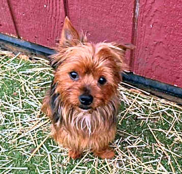 Photo of Scrappy
