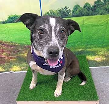 Photo of Josie