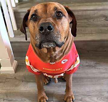 Photo of Koda