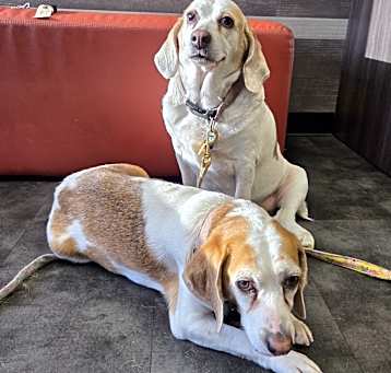 Photo of Izzy and Bella